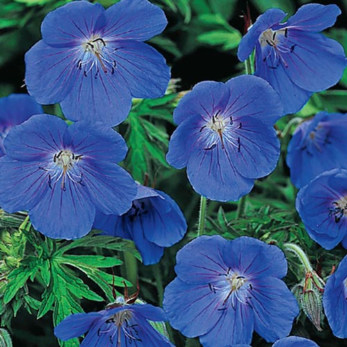 Hardy Geranium Collection | BrecksBulbs.ca