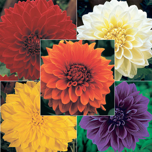 Dinner Plate Dahlia Collection BrecksBulbs.ca