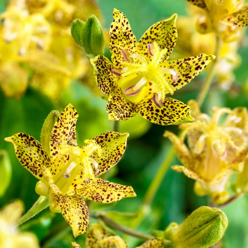 Golden Festival Toad Lily