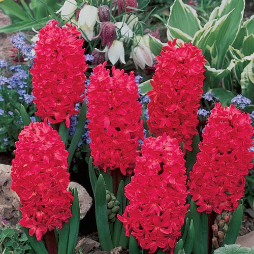 Giant Hyacinth Collection
