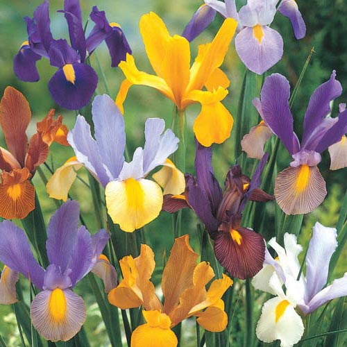 Beauty Dutch Iris Mixture