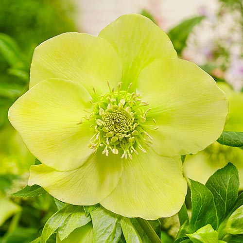 Searchlight Wow! Hellebore