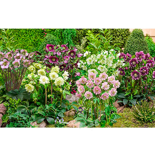 Double-Flowered Hellebore Collection