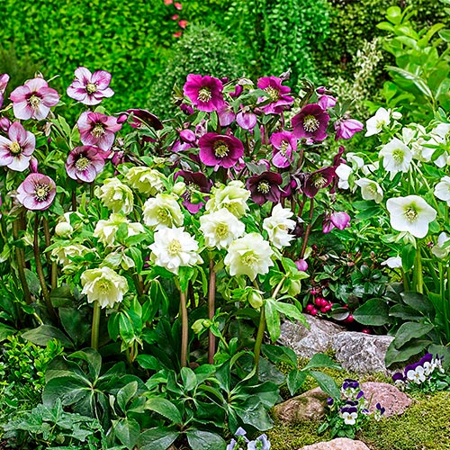 Single-Flowered Hellebore Collection