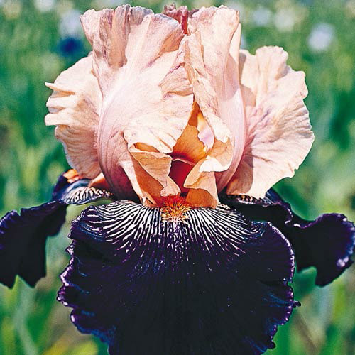 Wench Tall Bearded Iris