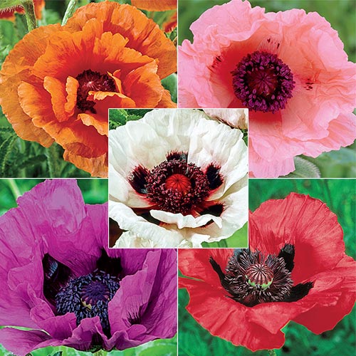 Colourful Oriental Poppy Collection