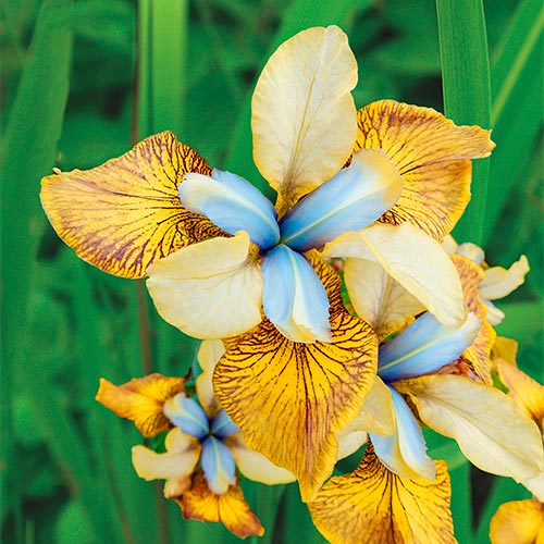 Flying Fiddles Siberian Iris