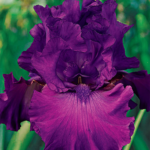 Swingtown Tall Bearded Iris