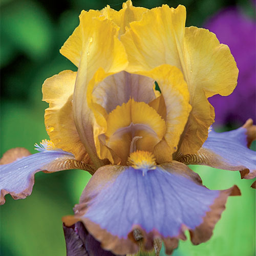 Brown Lasso Tall Bearded Iris