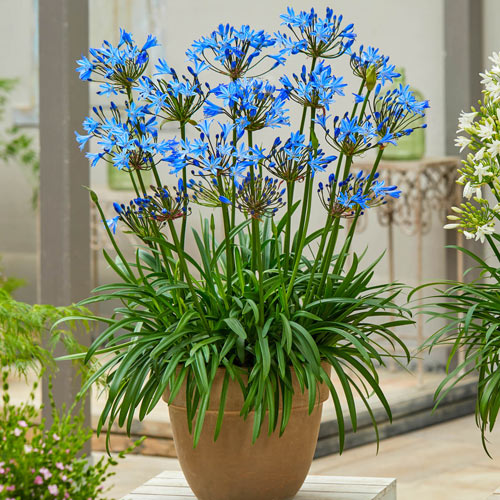 Summer Love Agapanthus Collection