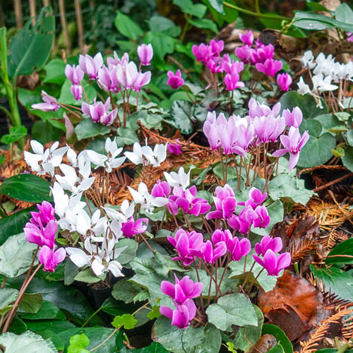 Hardy Fall Blooming Silver Leaf Cyclamen Mixture