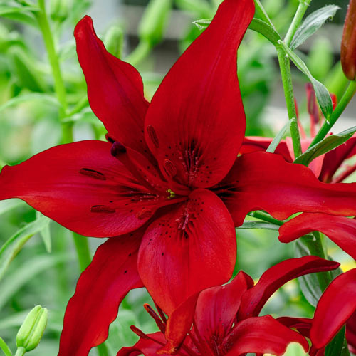 Red County Lily