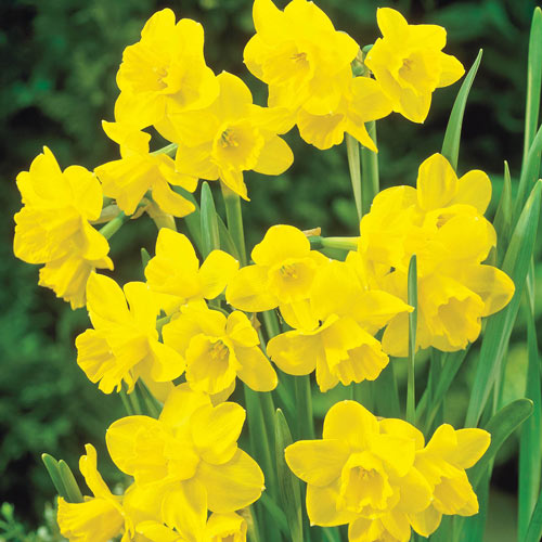 Sweetness Daffodil