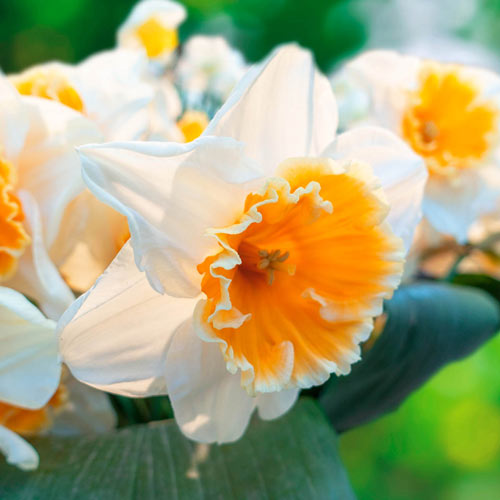 Soestdijk Daffodil