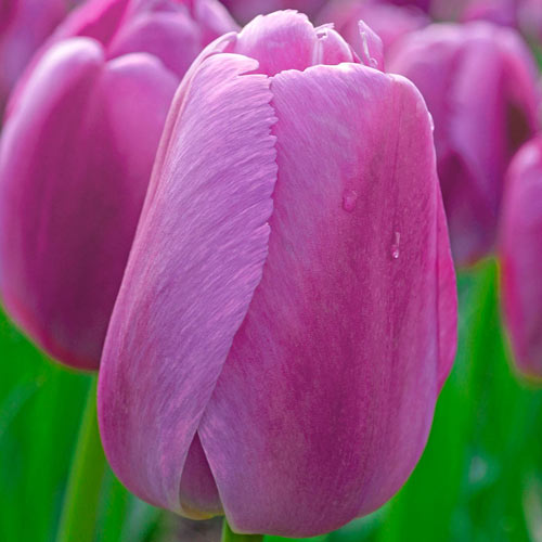 Purple Pride Tulip