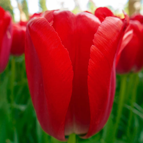 Red Pride Tulip