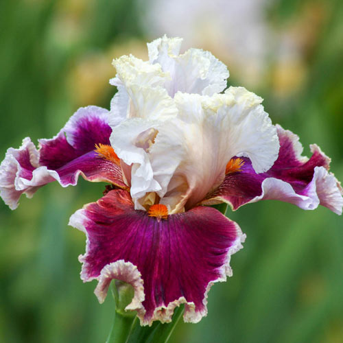 Breezin Bearded Iris