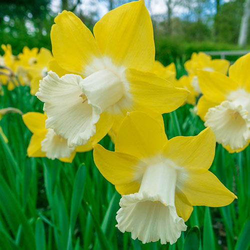 Teal Daffodil