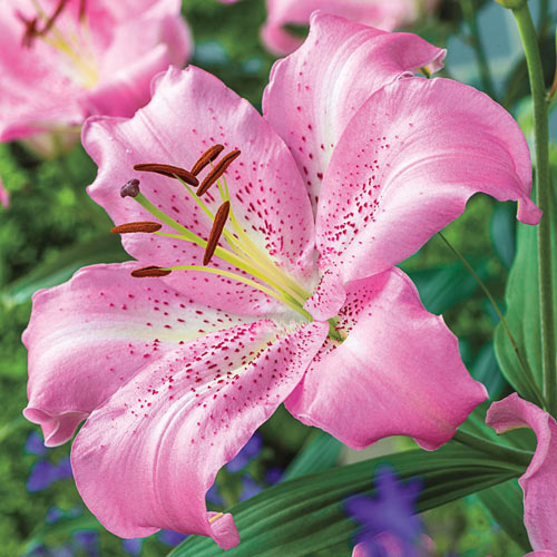 Oriental Lily Collection