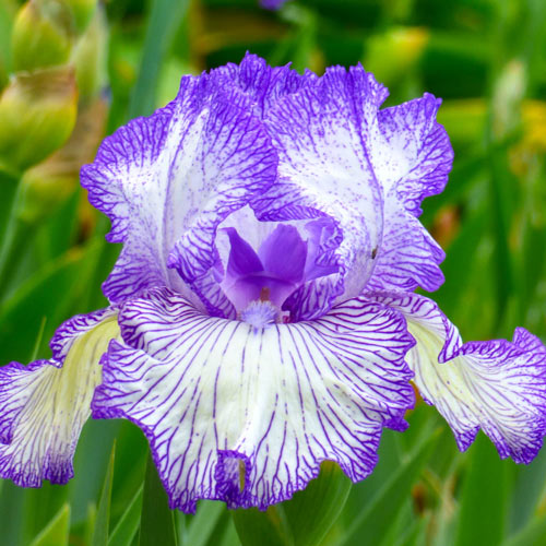 Autumn Circus Reblooming Bearded Iris