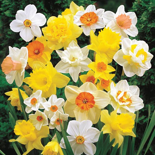 Giant Daffodils for Naturalizing