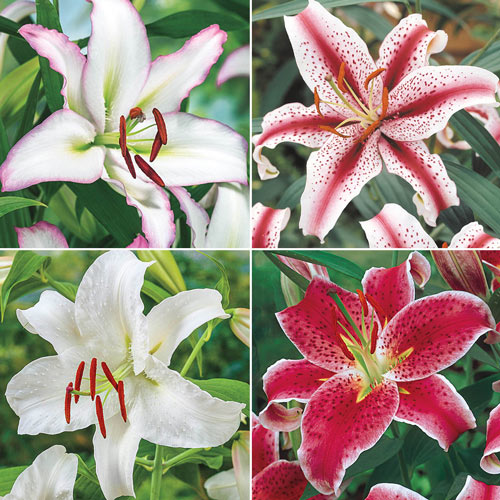Fantastic Oriental Lily Collection