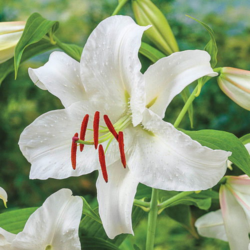Fantastic Oriental Lily Collection