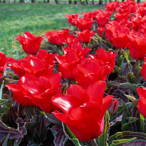 Red Riding Hood Tulip