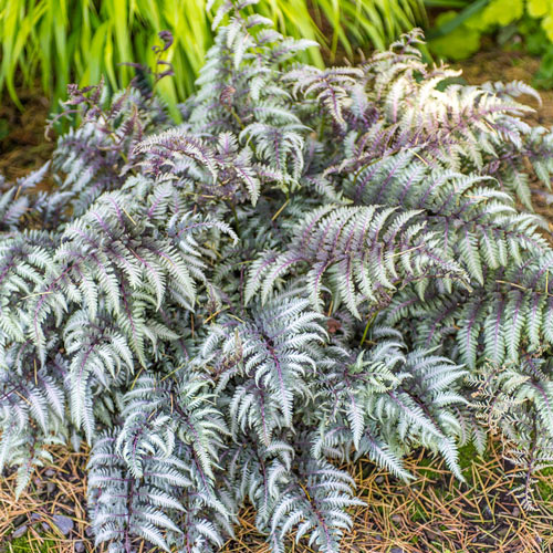 JAPANESE PAINTED FERN