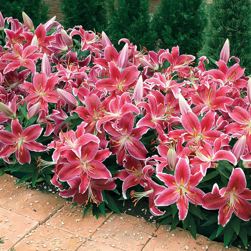 Starlight Magic Oriental Carpet Border Lily
