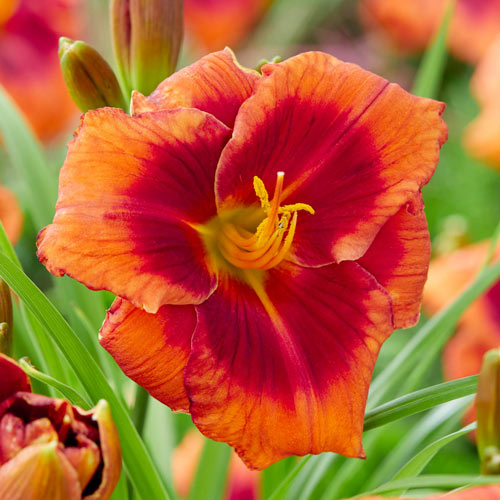 Frank Smith Reblooming Daylily