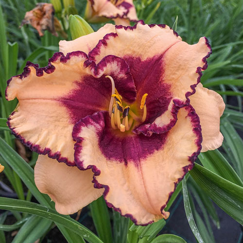 Tropical Surprise Reblooming Daylily