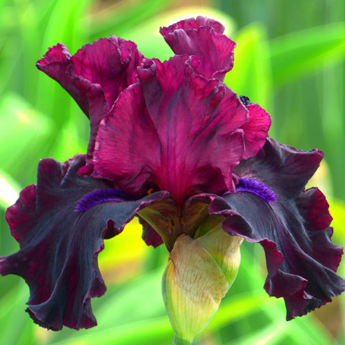 Devils Punch Bowl Bearded Iris