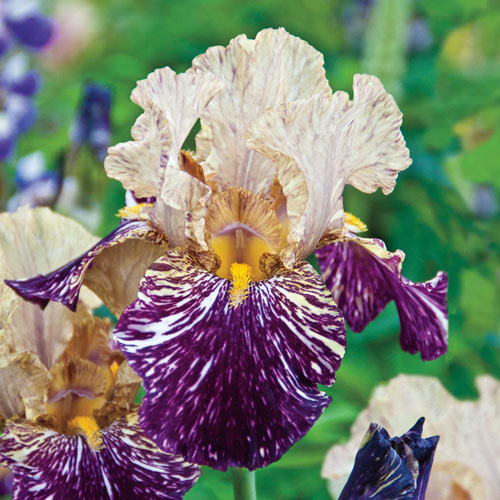Grape Snakez Bearded Iris