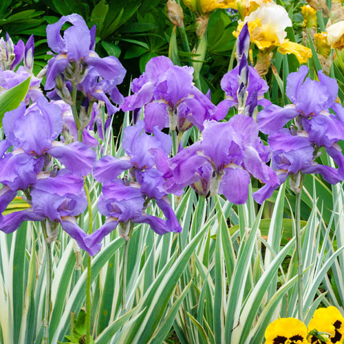 Pallida Variegata Silver Iris