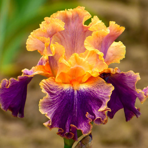 Spendthrift Bearded Iris
