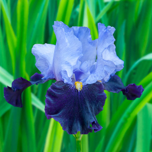 Habit Bearded Iris