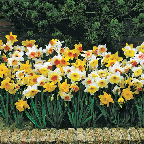 Daffodils for Naturalizing Mixture