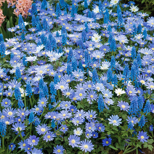 Awash in Blue Ground Cover Mixture