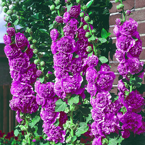 Chaters Violet Double Hollyhock