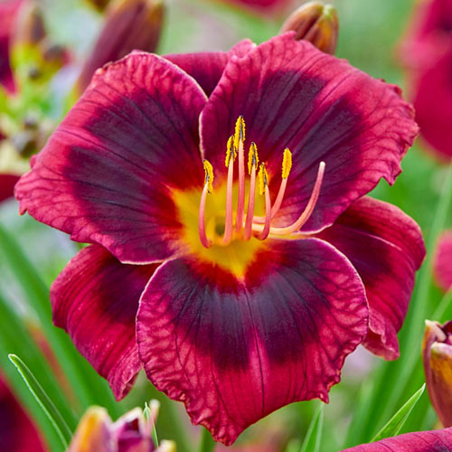 Plum Perfect Reblooming Daylily
