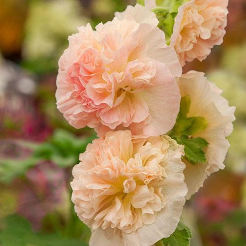 Chaters Double Chamois Hollyhock