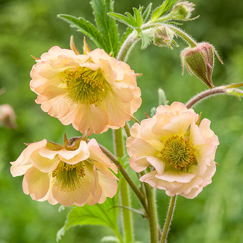 Apricot Pearl Geum