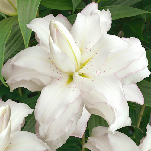Lotus Beauty Lily