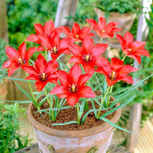 Linifolia Tulip
