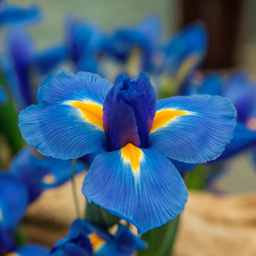 Blue Diamond Dutch Iris