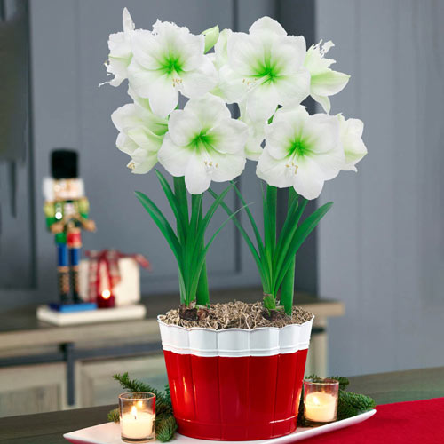 Christmas Gift Amaryllis Duo in Red/White Wave Pot