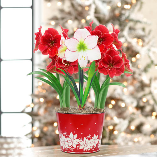 Magical Touch and Picotee Amaryllis Trio in Poinsettia Pot