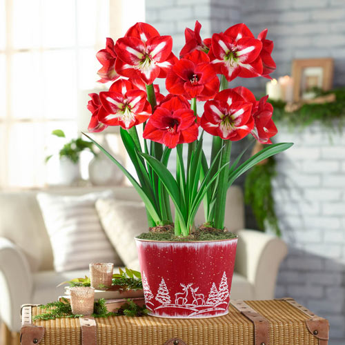 Red and White Delight Amaryllis Trio