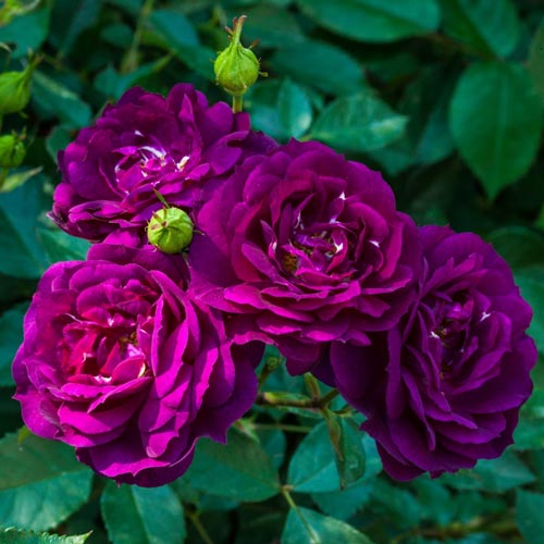 Ebb Tide Floribunda Rose | BrecksBulbs.ca